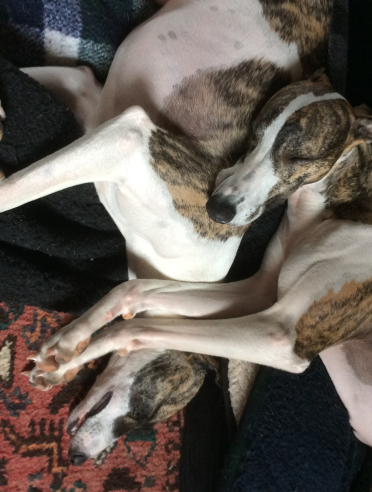 Dog training coaching