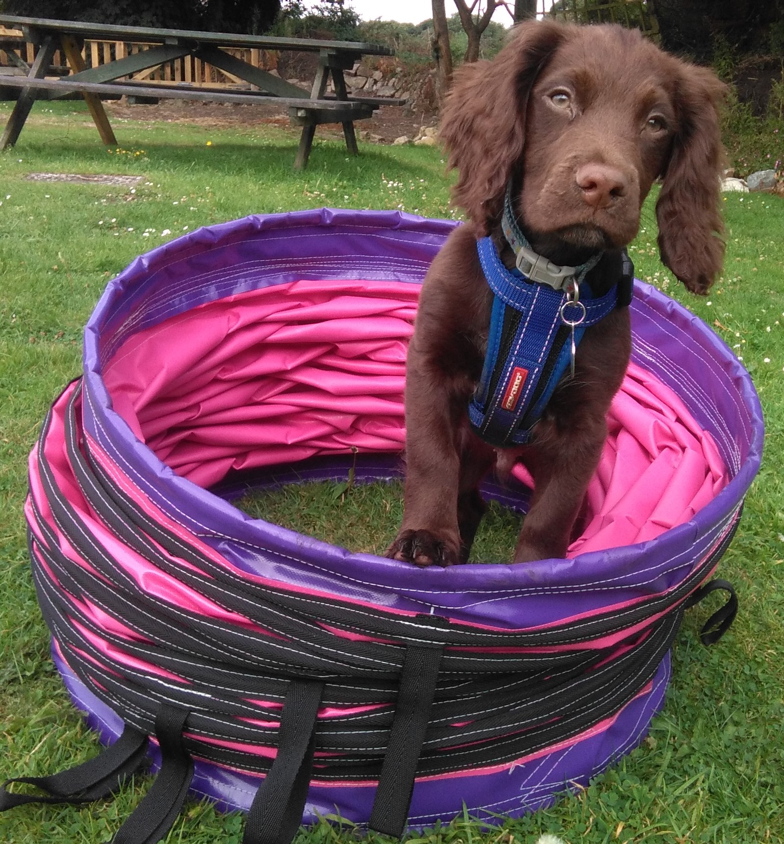 Puppy sitting in a training tunnel