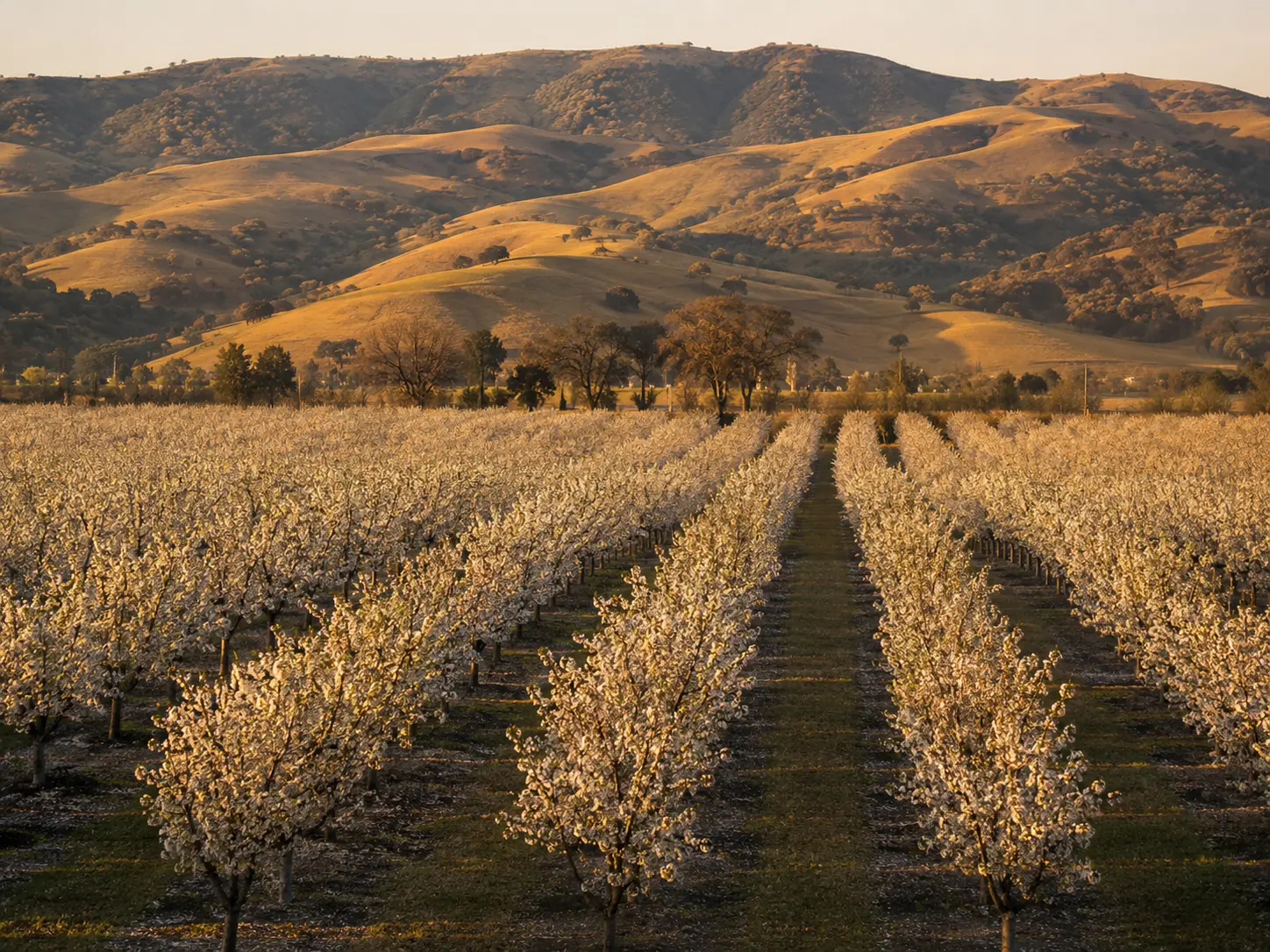 Capay Valley almond orchards and golden hills