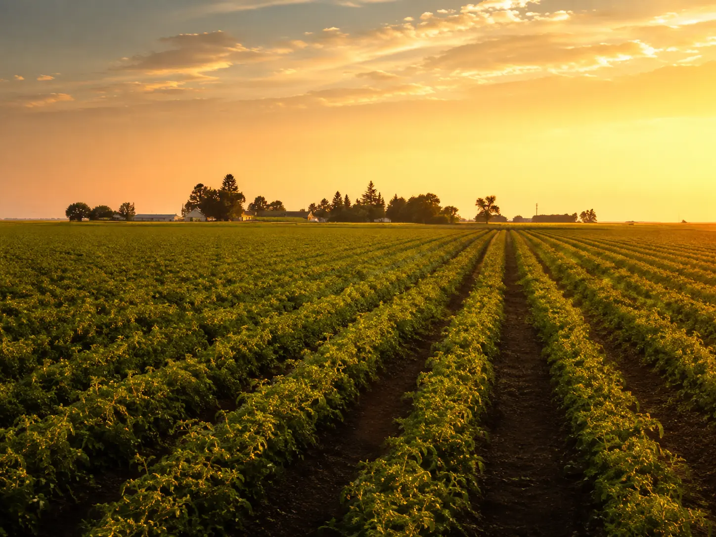 Dixon farmland and agricultural scenery