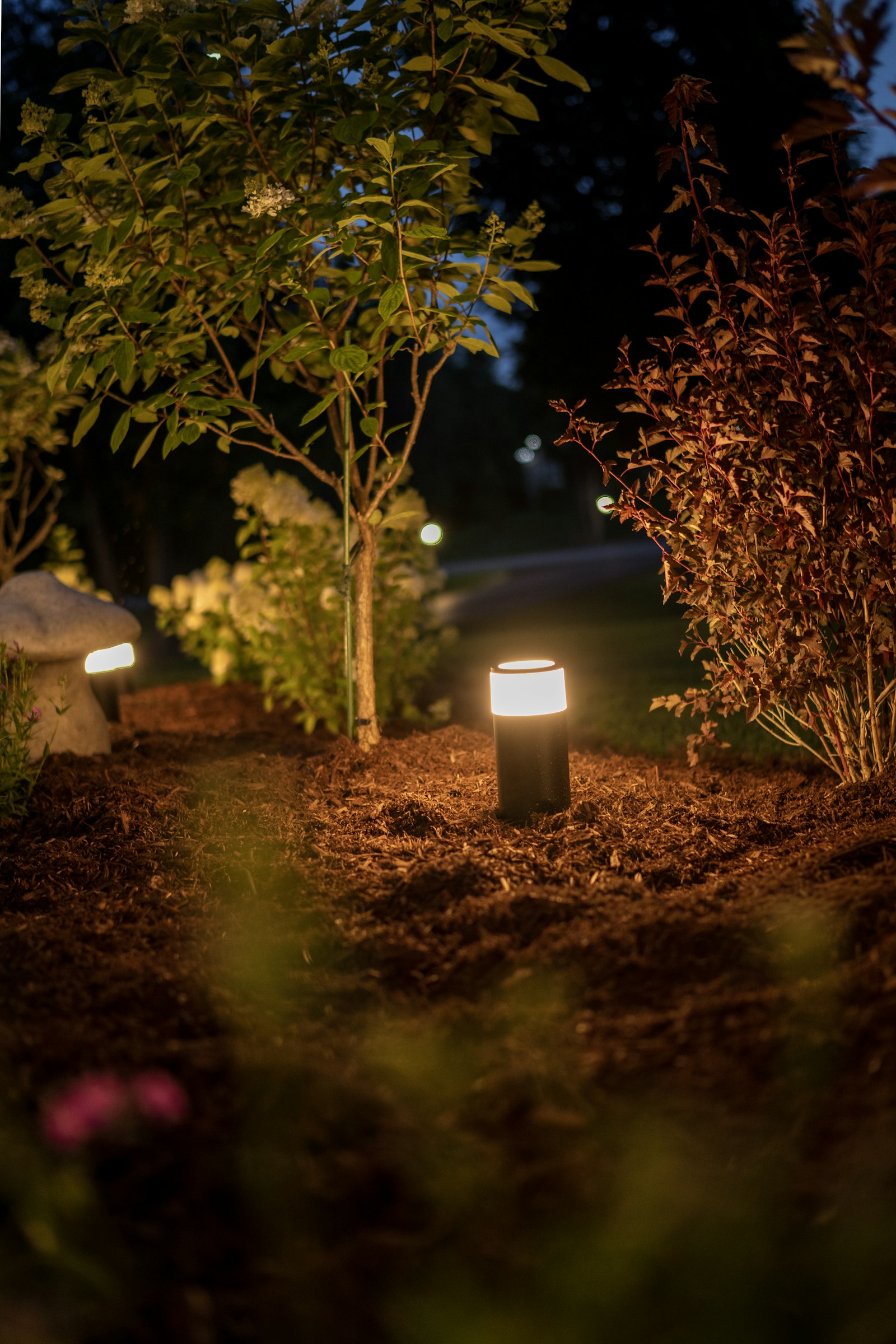 Warm garden lights glowing among trees and mulch at night