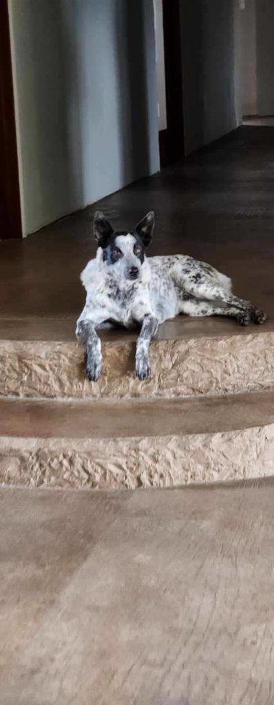 Tex (aka Scooter) gallery 0