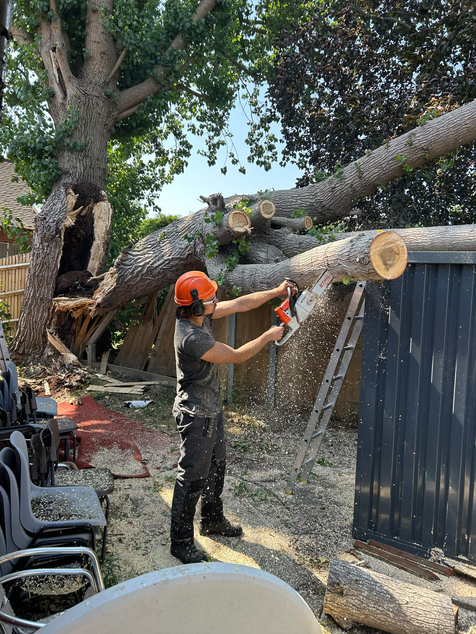 North London Trees arborist at work