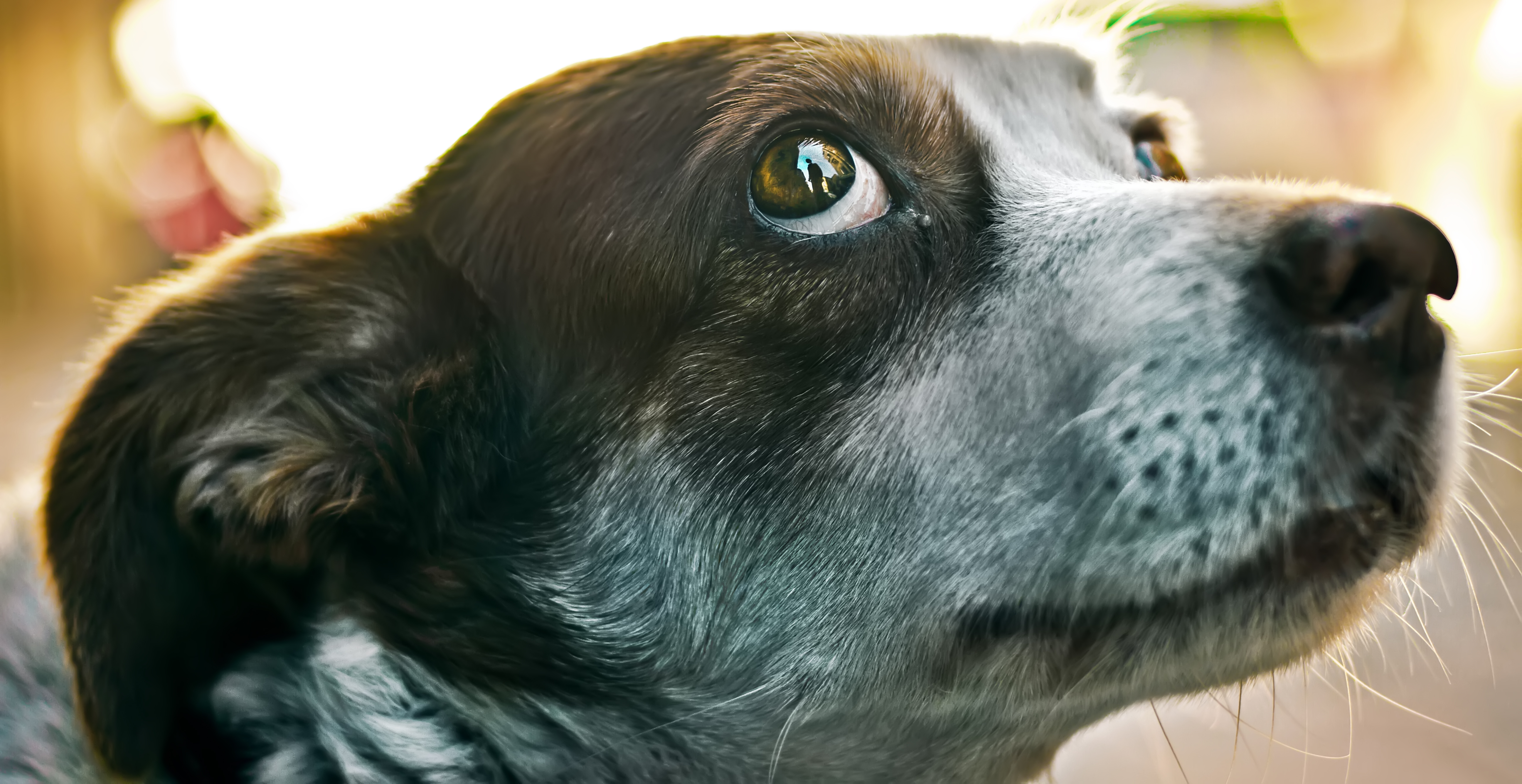 Dog showing ears and eye expressions