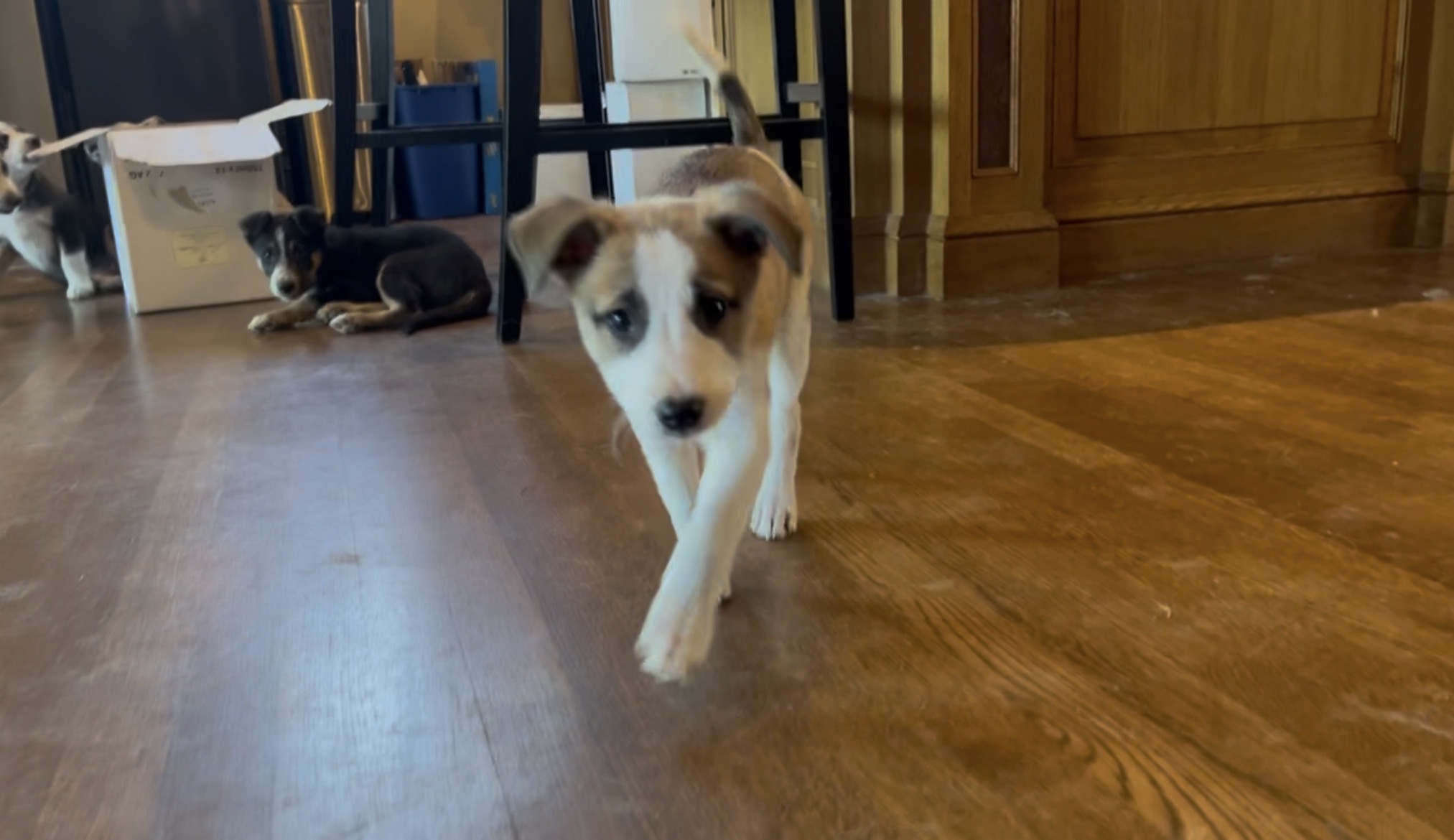 Puppy trotting forward inquisitively indoors with other puppies in the background