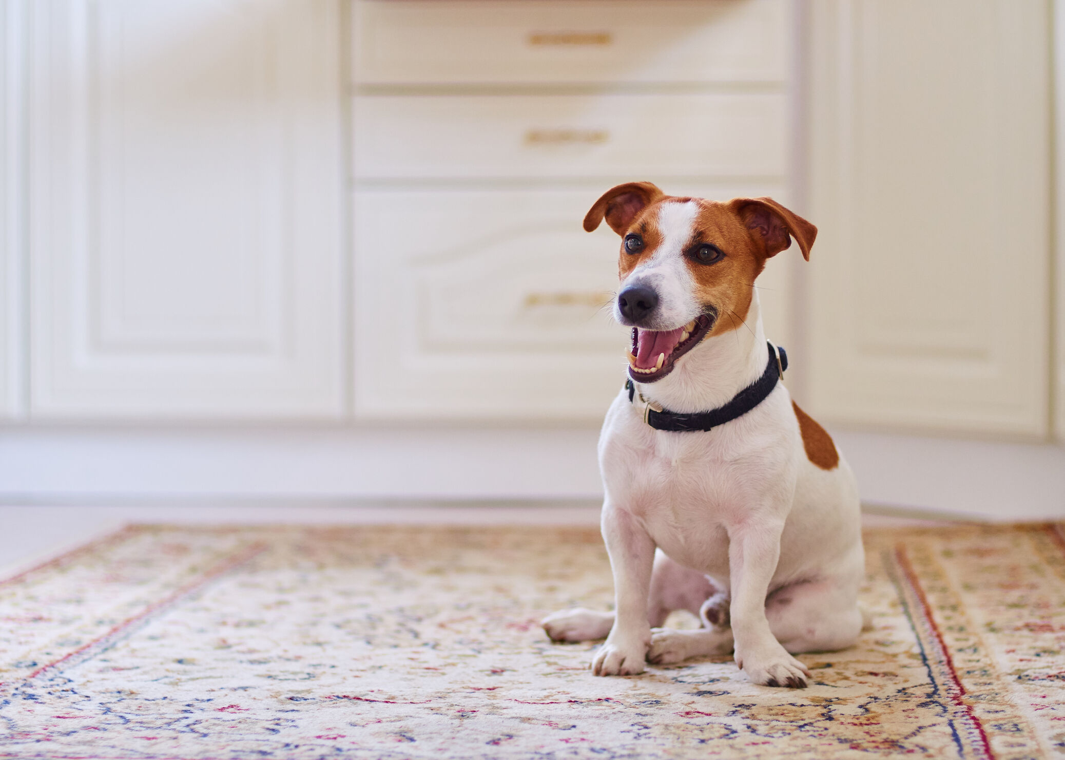 Paws for Concern: Three Misunderstood Ways Your Dog May Be "Telling" You They're Hurting