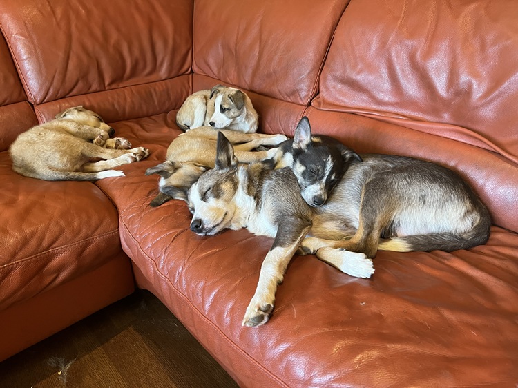 Mother dog resting calmly on a couch with her puppies