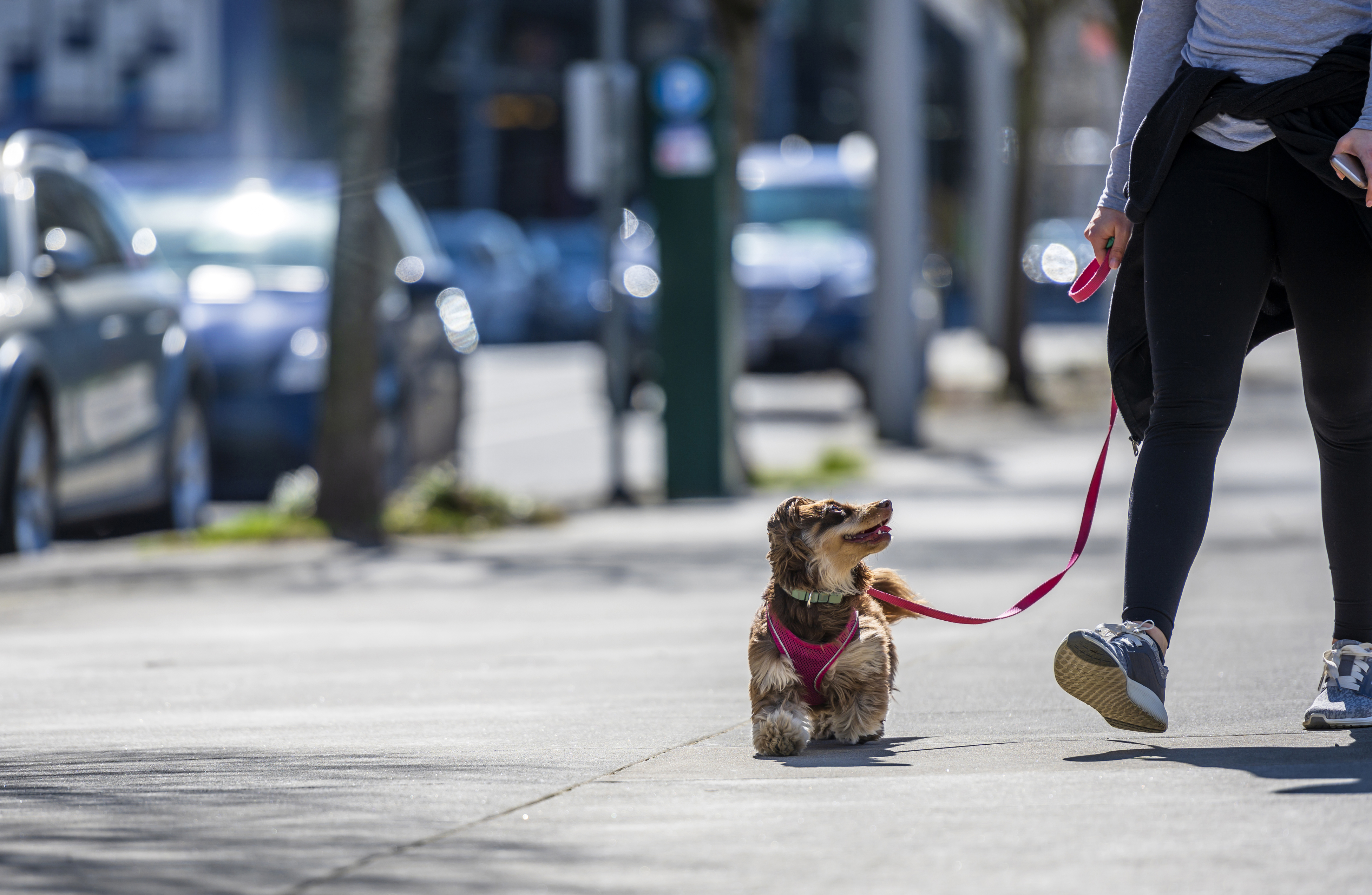 Dog being walked on leash