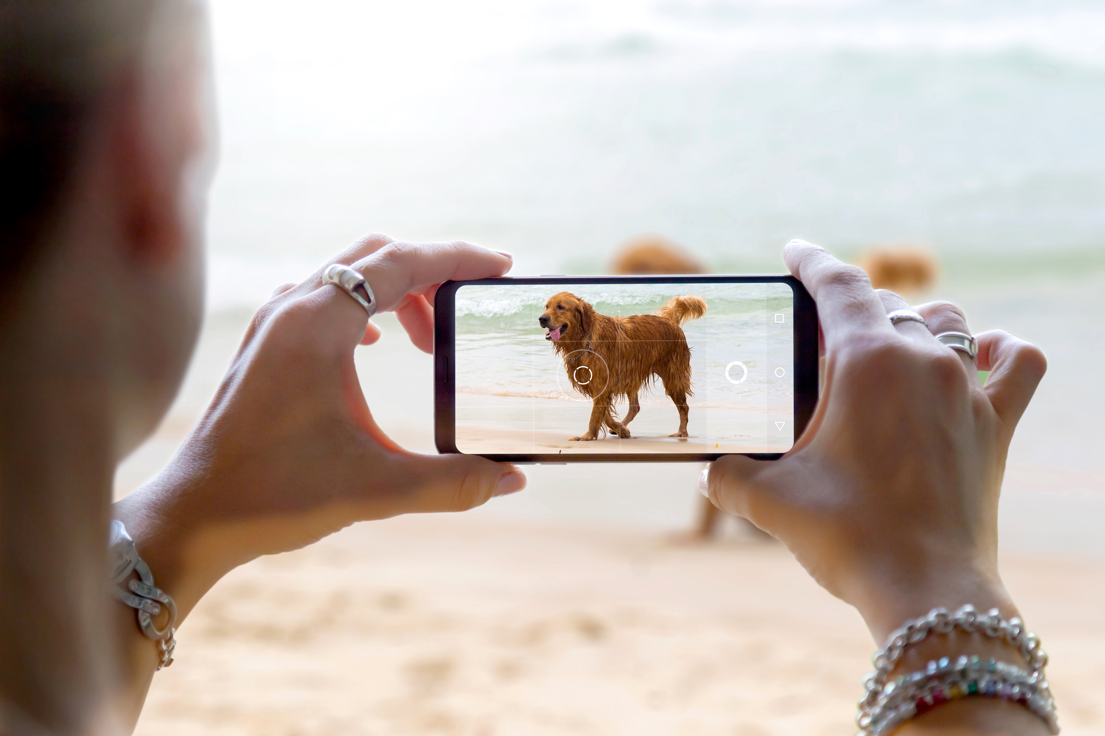 Person taking a photo of their dog on a phone to share with the veterinarian
