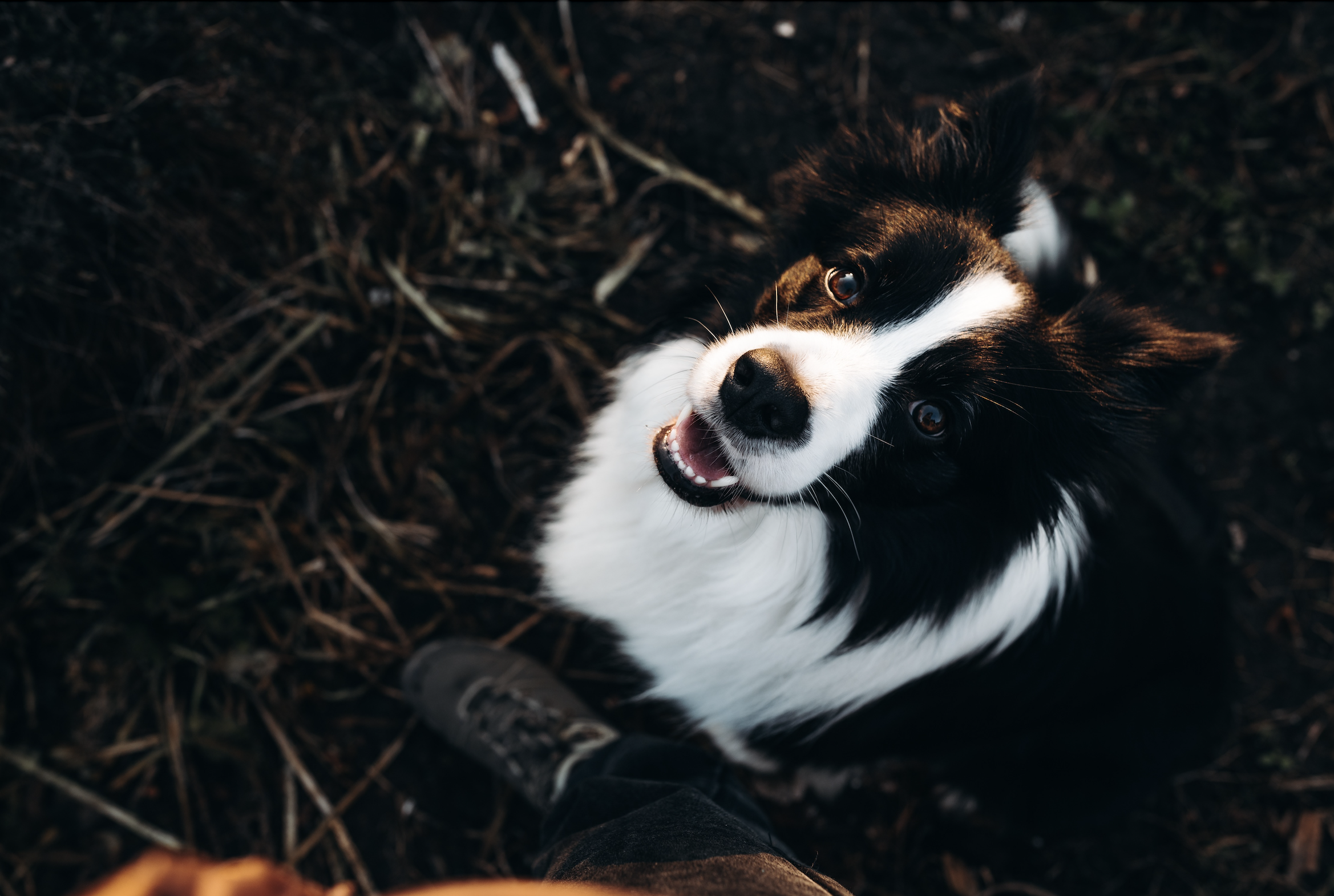 Dog training and behavior support