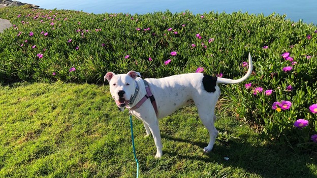 Dog on a walk