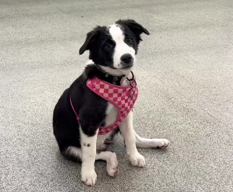 Dog showing lazy sit posture