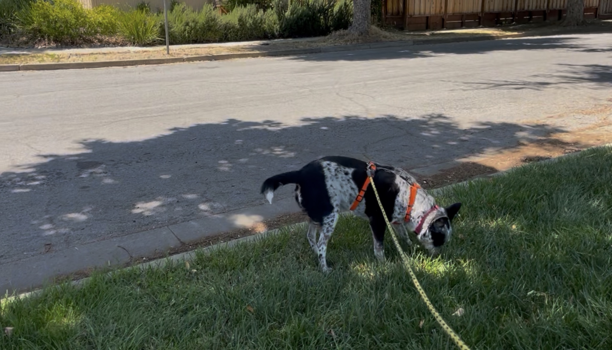 Dog sniffing peacefully in the grass along a neighborhood sidewalk during a decompression sniffari