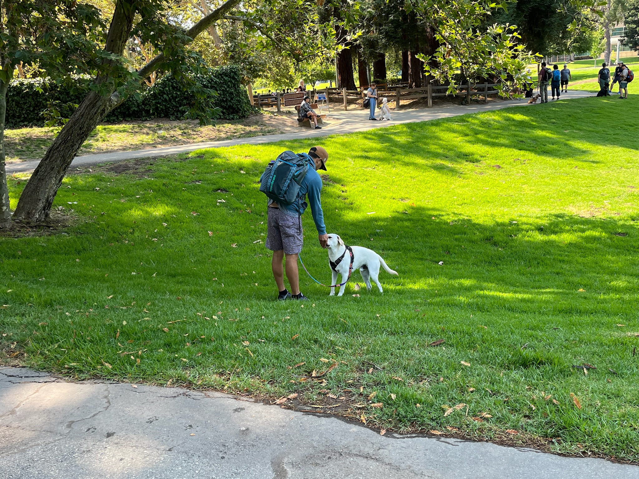 Person connecting gently with a white dog on a green park lawn