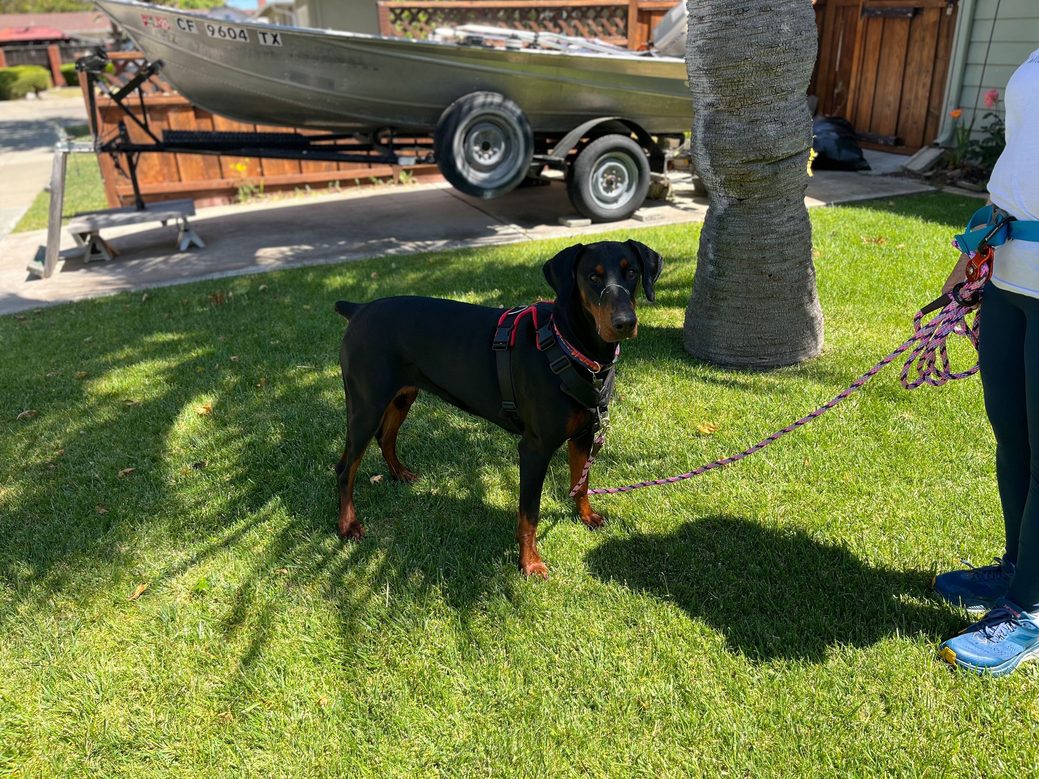 Black and tan Doberman standing calmly on grass with guardian during an outdoor walk