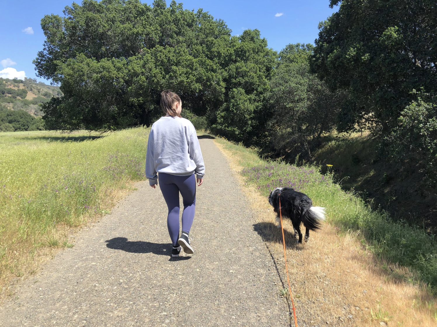 Person walking dog on a country path