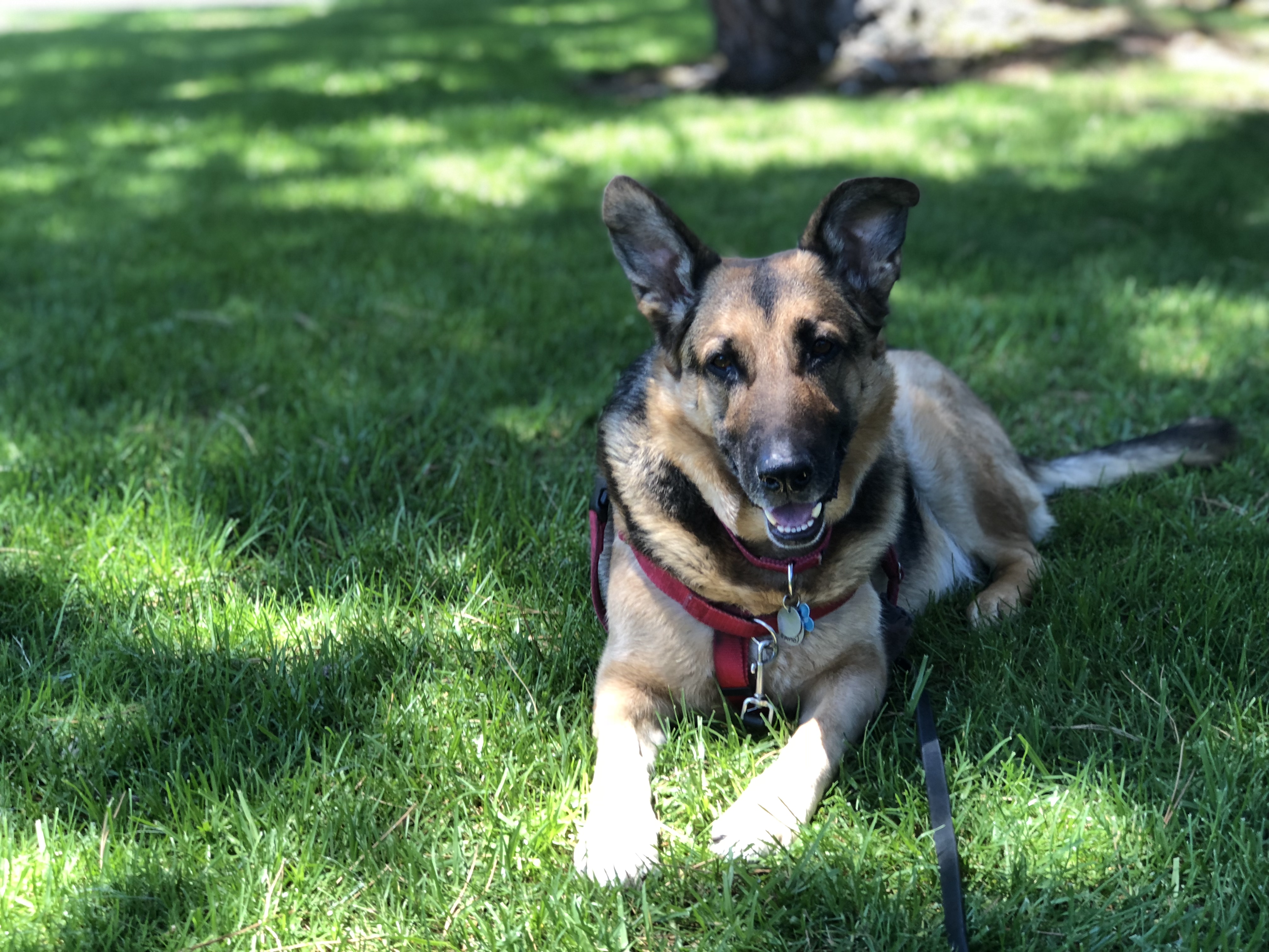 German Shepherd dog wearing a comfortable red harness lying happily on green grass outdoors