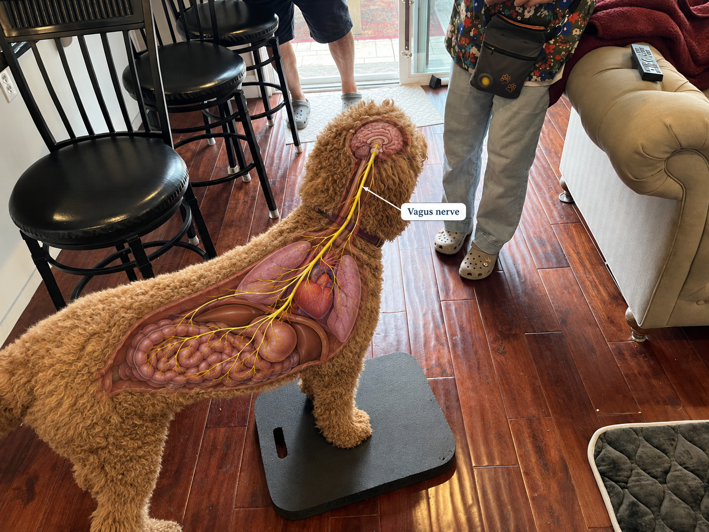 Anatomical diagram overlay on dog showing the vagus nerve connecting the brain, heart, lungs, and digestive organs