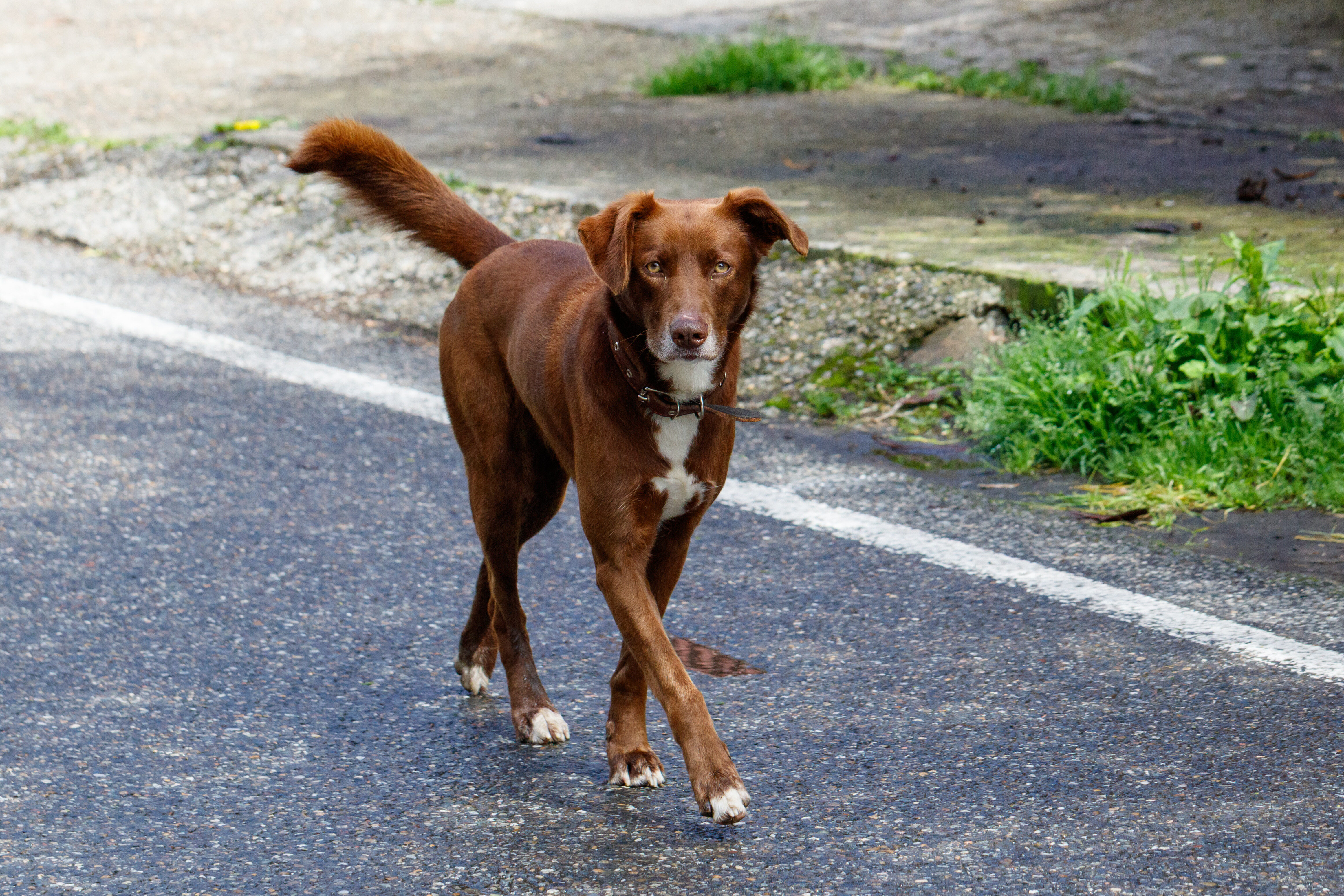 Dog showing different tail positions
