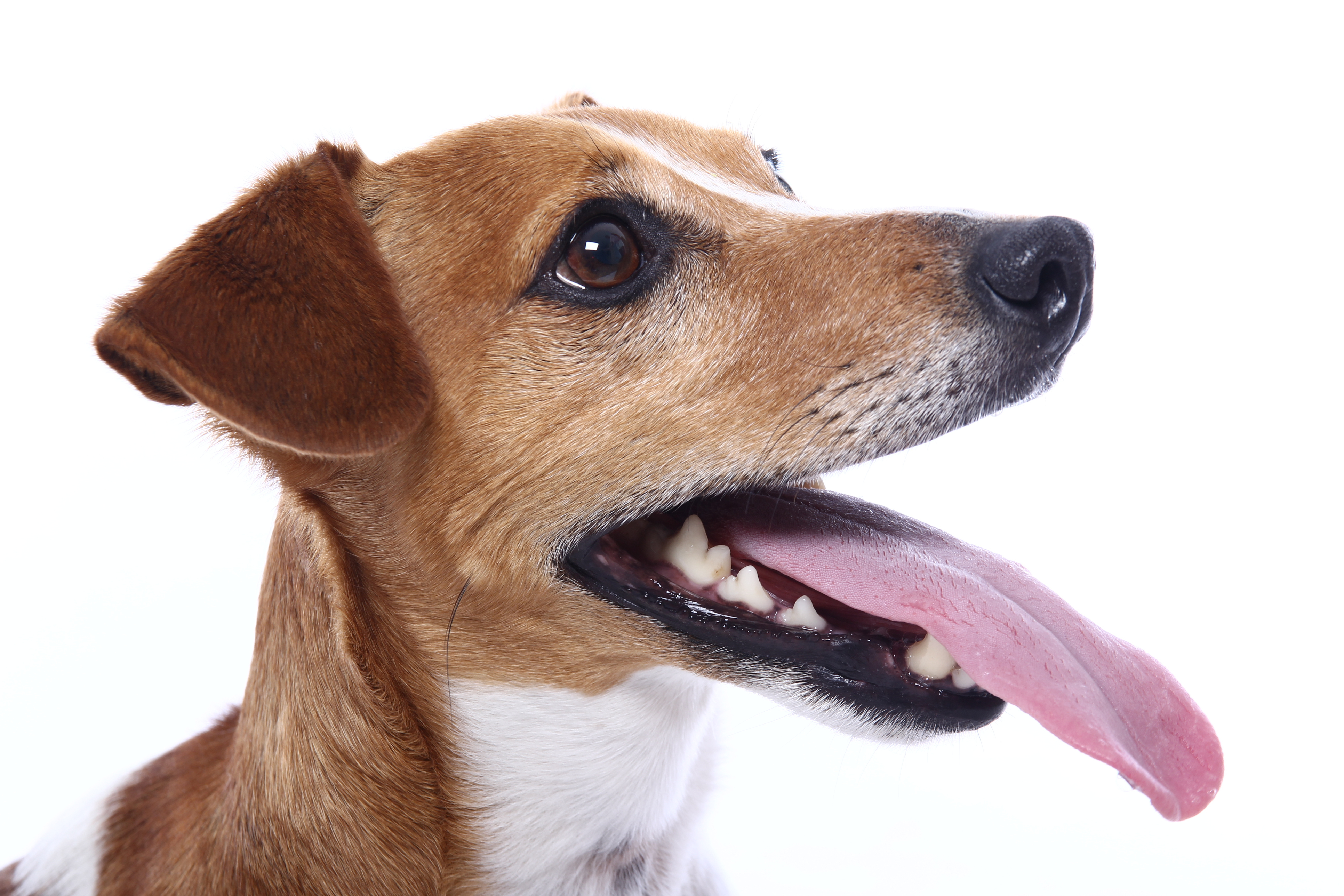 Dog showing mouth expressions - panting and stress signals
