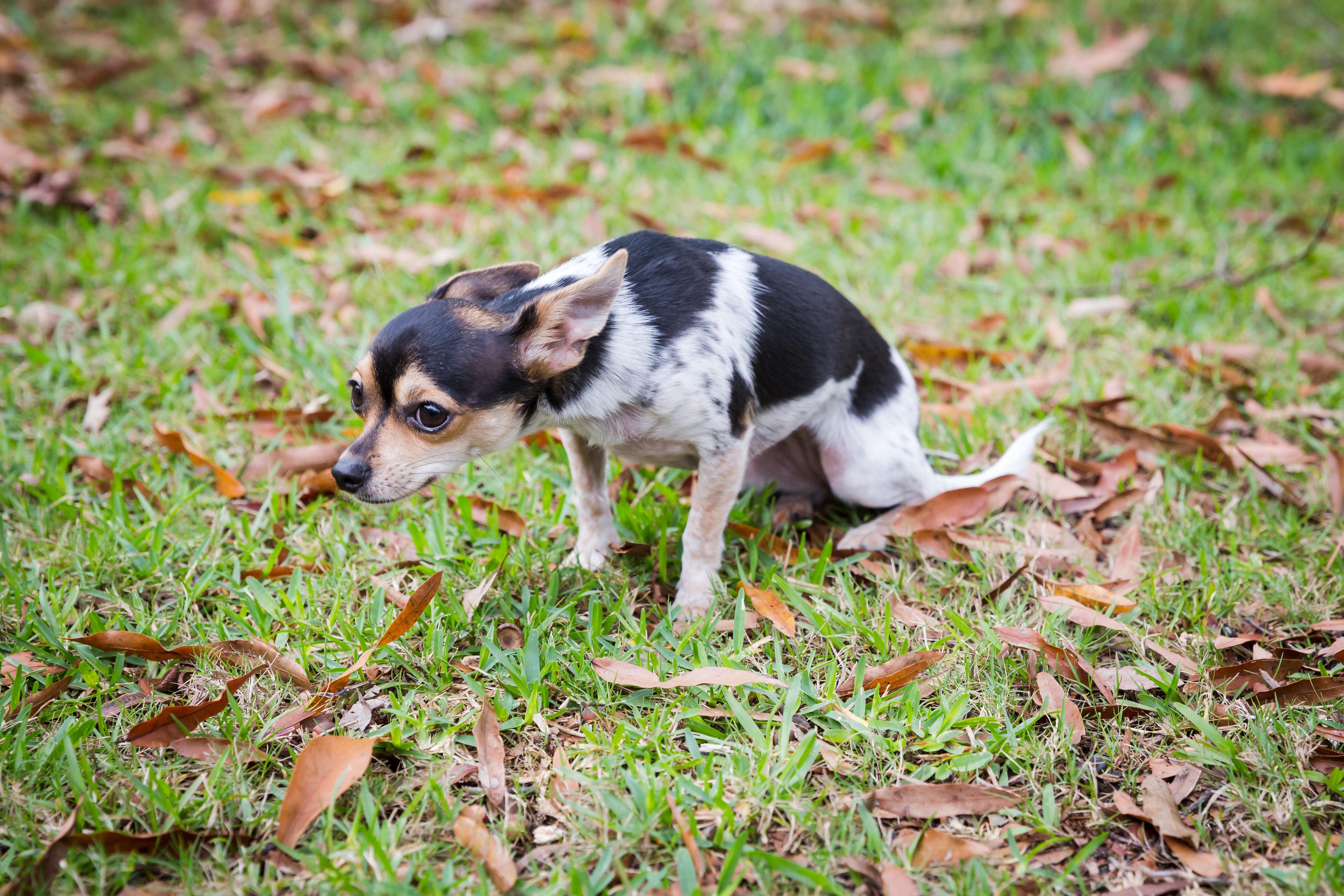 Dog showing different postures - appeasement vs arousal