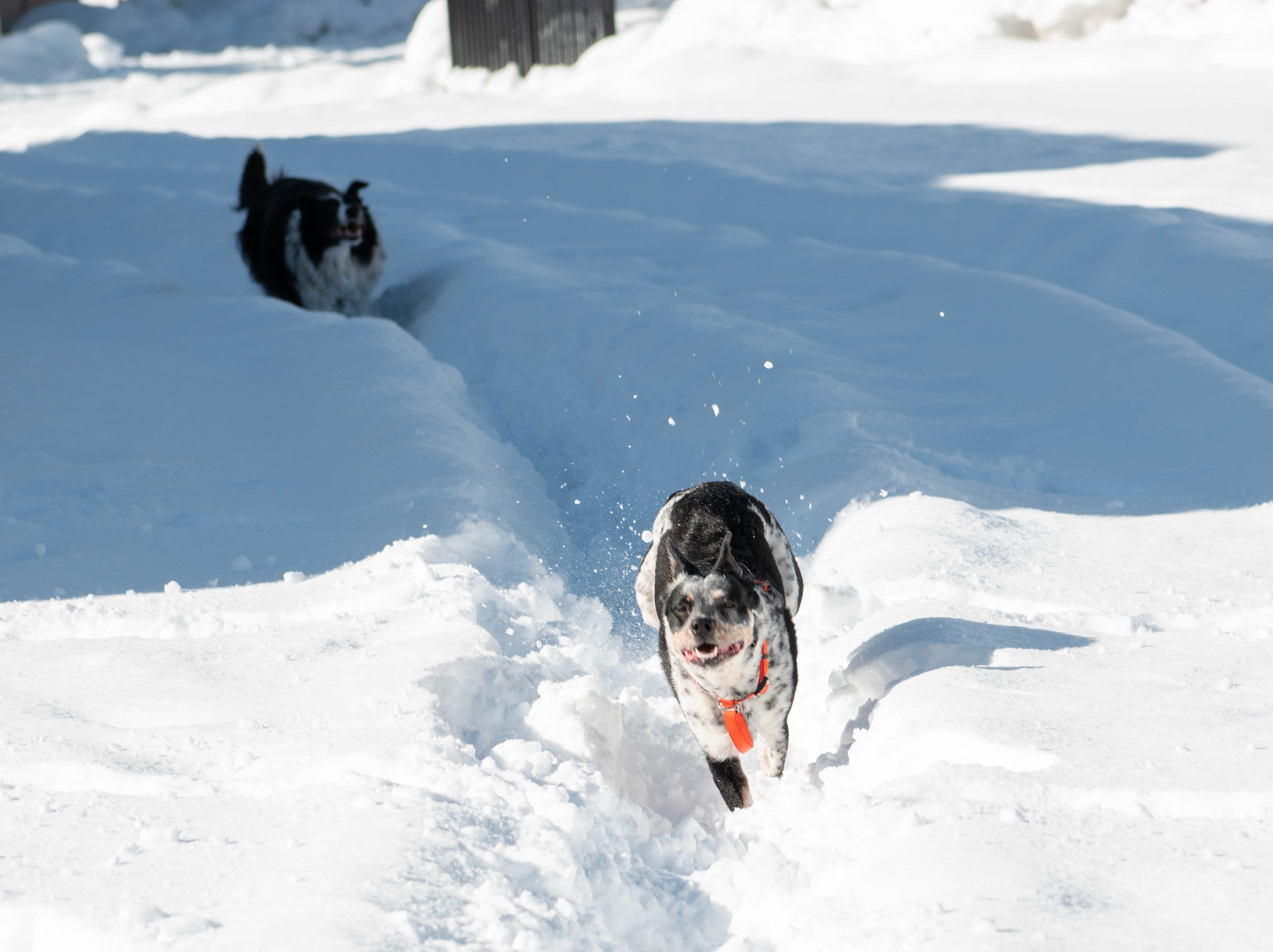 Would You Know If Your Dog Is In Pain?