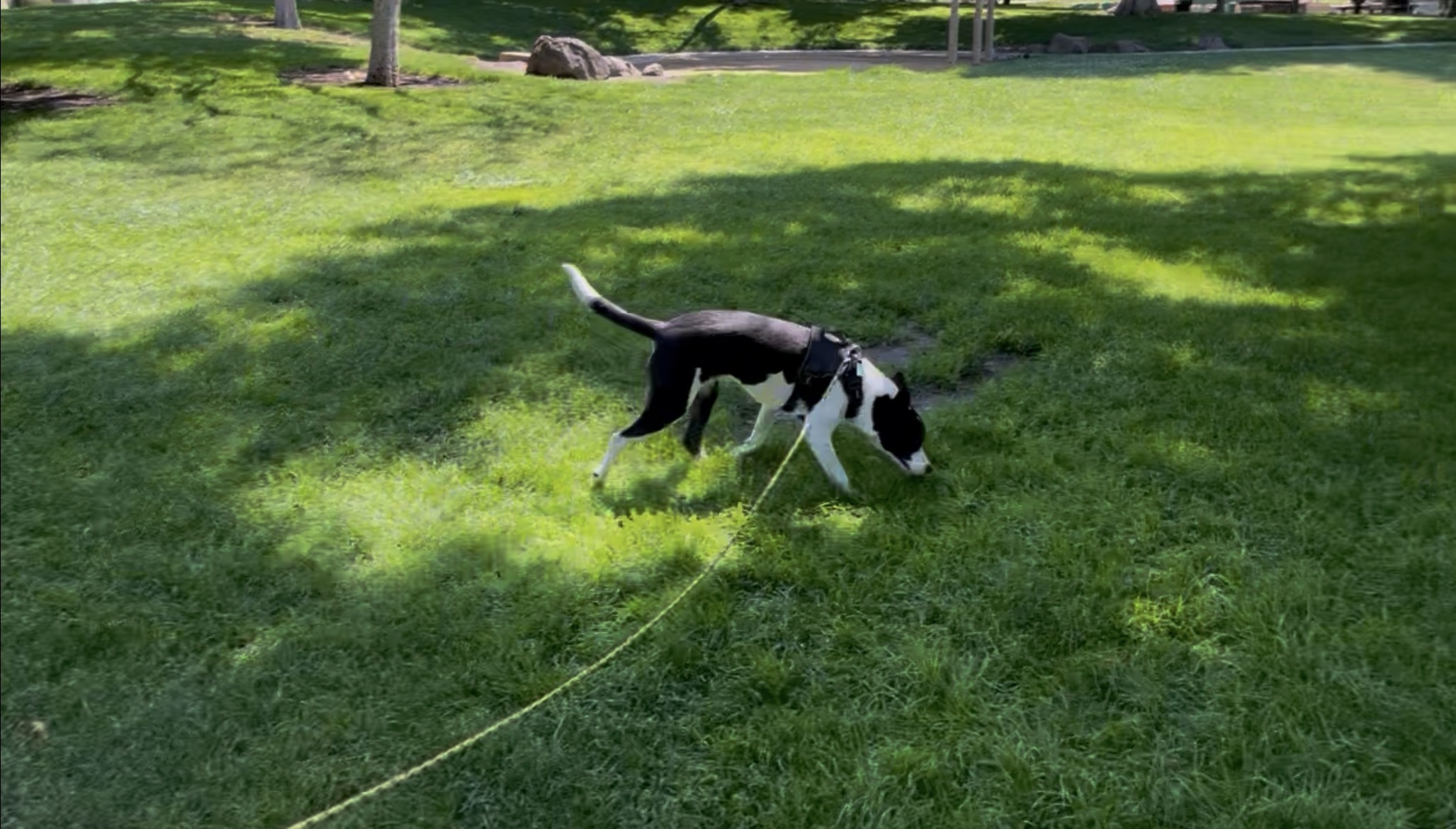 Trading Control for Curiosity: Listening to What Your Dog's Walk is Trying to Tell You