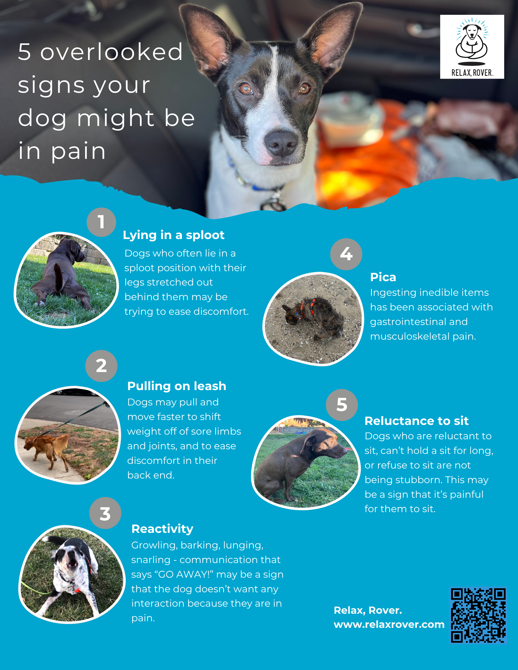 5 Overlooked Signs Your Dog Might Be in Pain preview