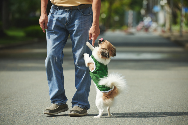 Small dog jumping up against a person's legs outdoors