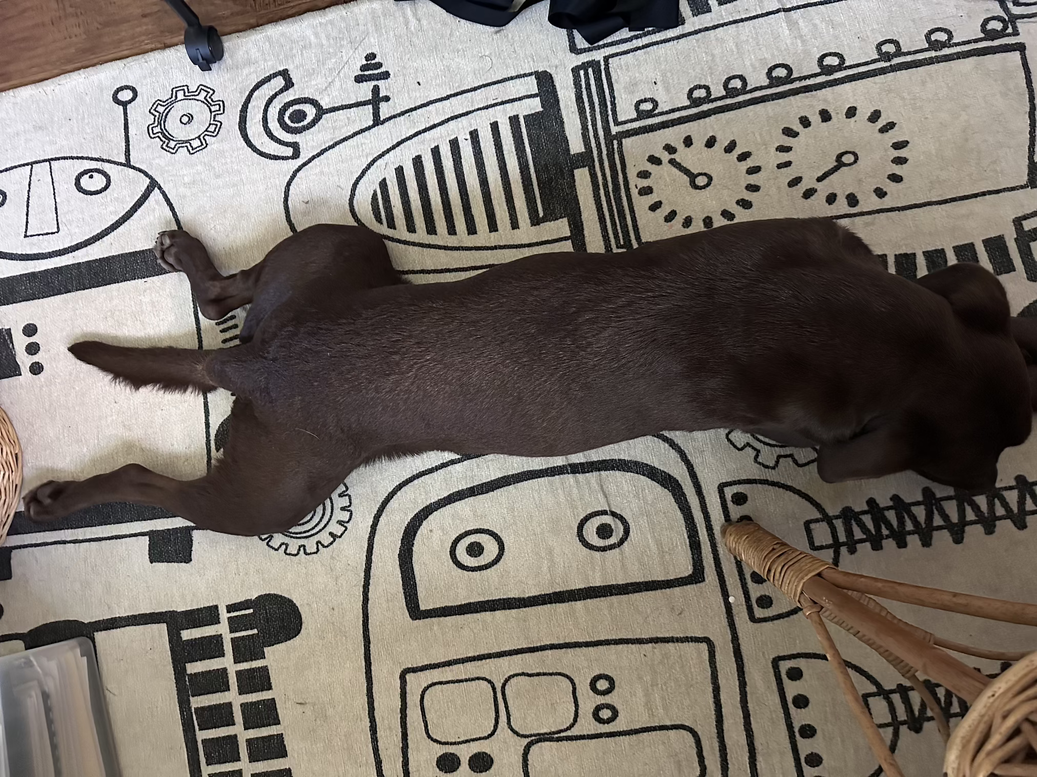 Dog showing sploot posture