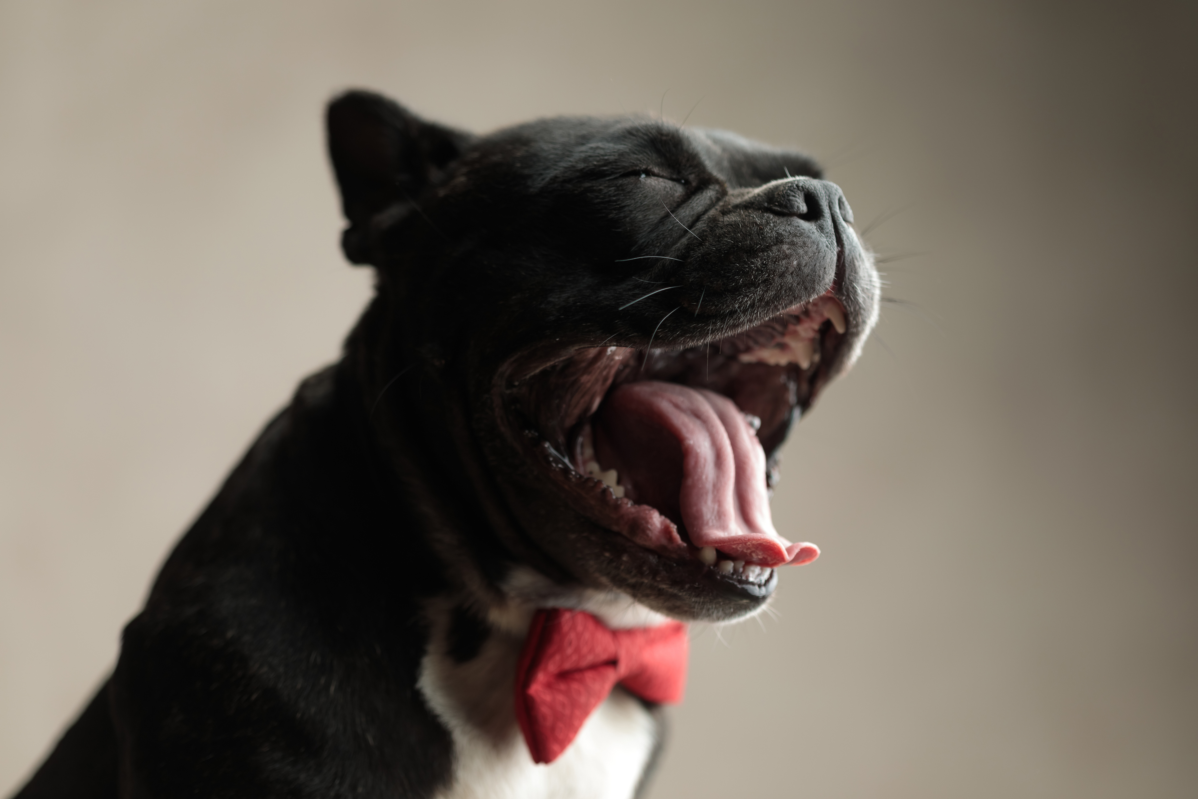 Dog showing displacement behavior - yawning