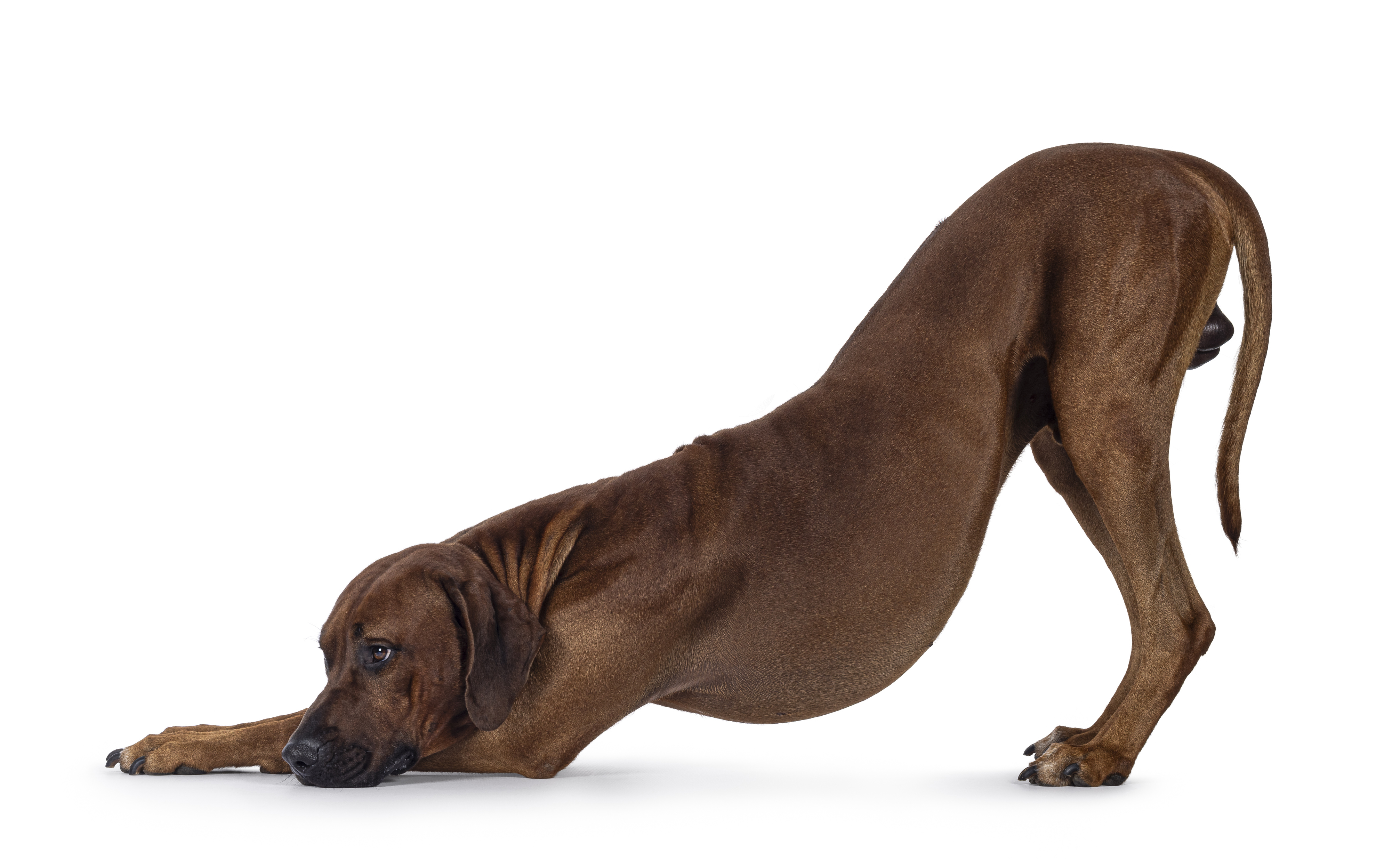 Dog showing bow posture