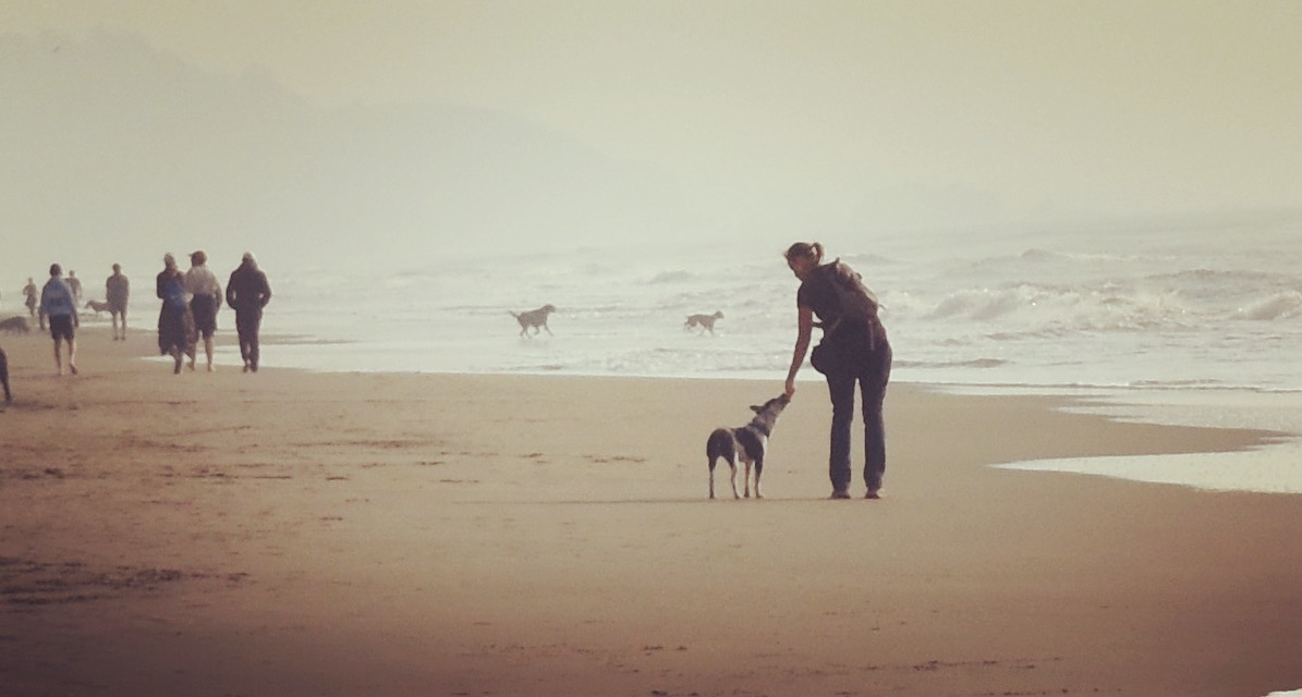 Path of Kindness: Why we don't need to use pain, force or fear with our dogs