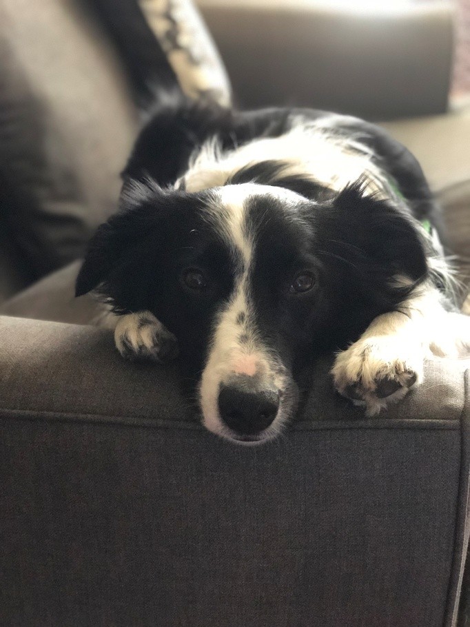 Border collie resting head on couch armrest looking gently forward
