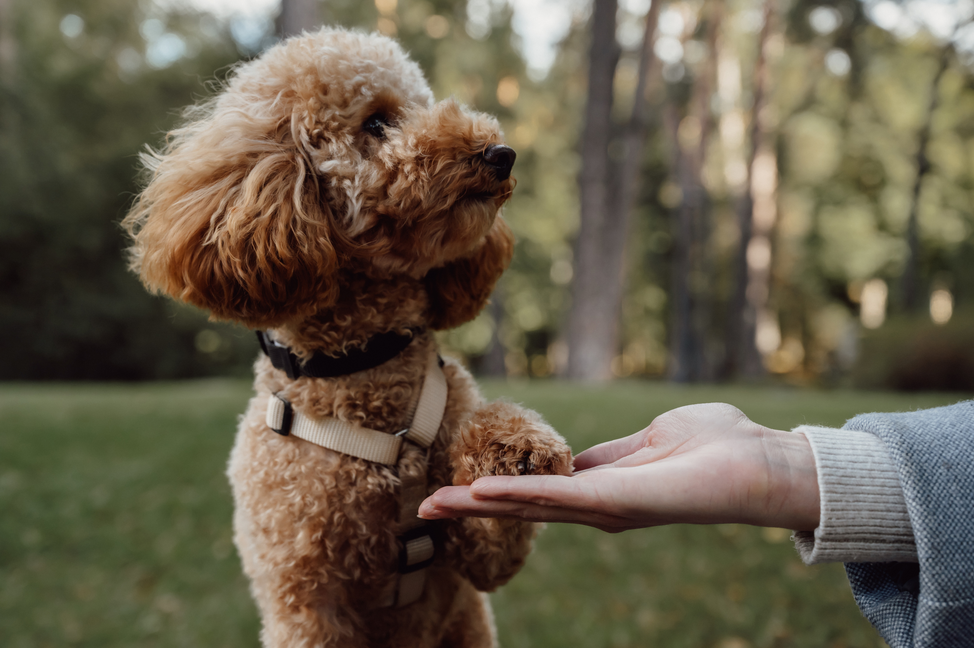 In-Person Dog Training