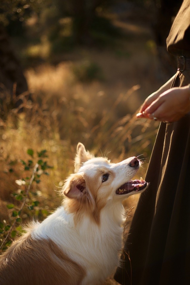 Dog looking up lovingly at guardian with soft open expression in golden outdoor light