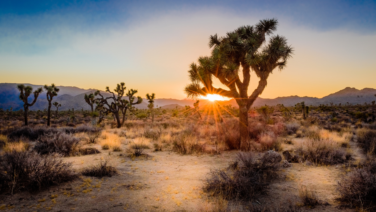 The Perfect 3-Day Joshua Tree Itinerary for a Relaxing Desert Getaway