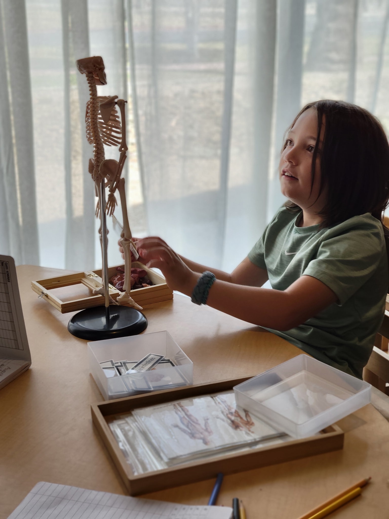 A student assembling and studying a skeleton model and human anatomy