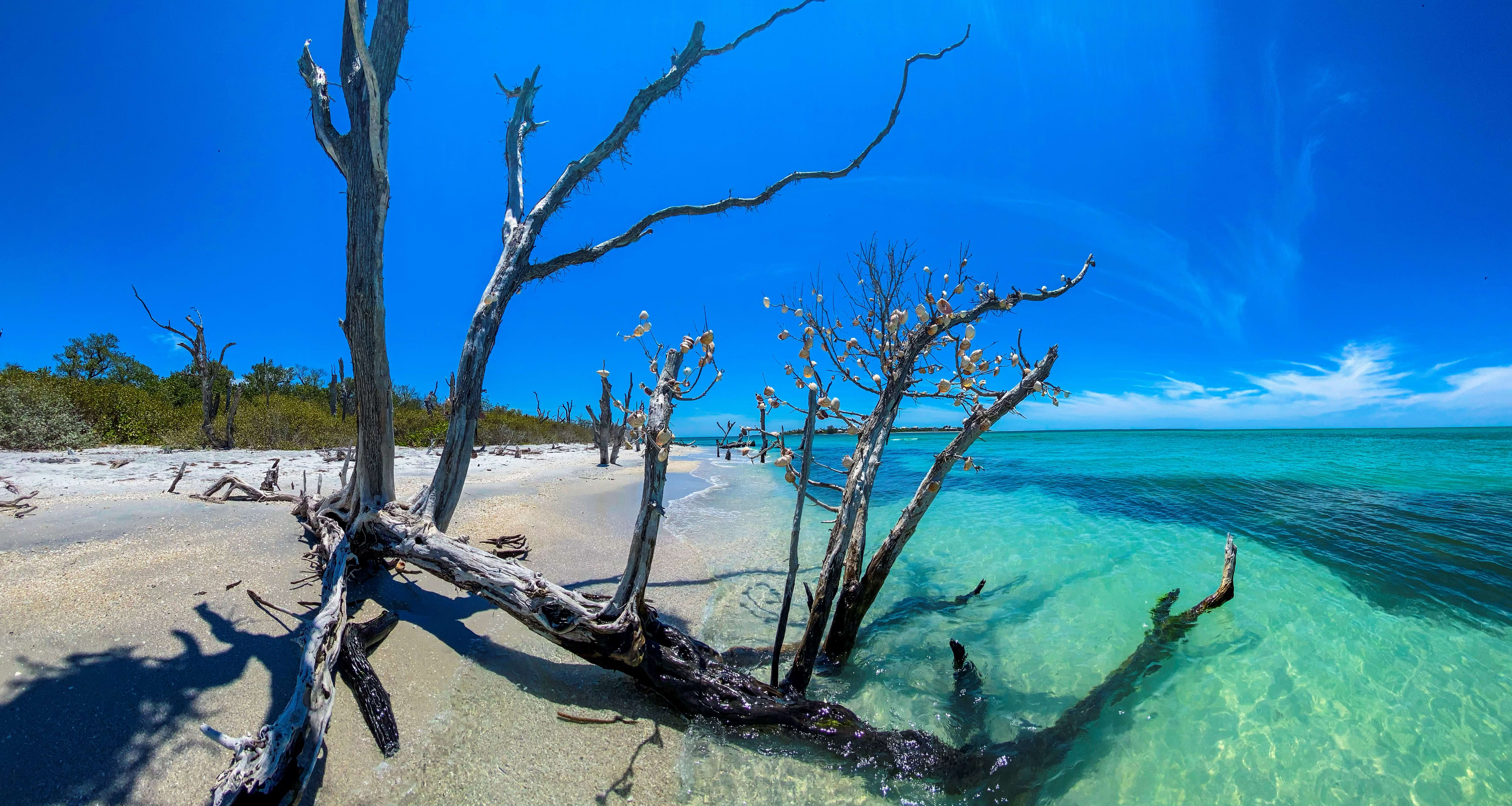 Natural shoreline at Cayo Costa State Park