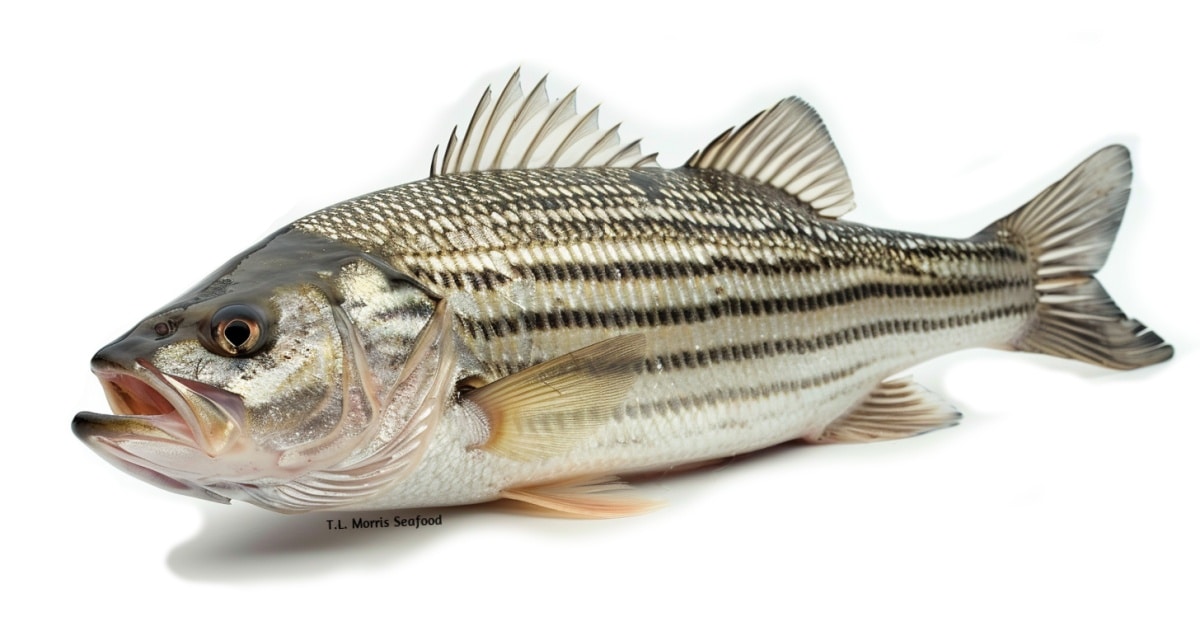 Striped Bass (Rockfish)
