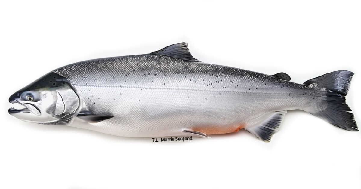 Wild & Atlantic Salmon