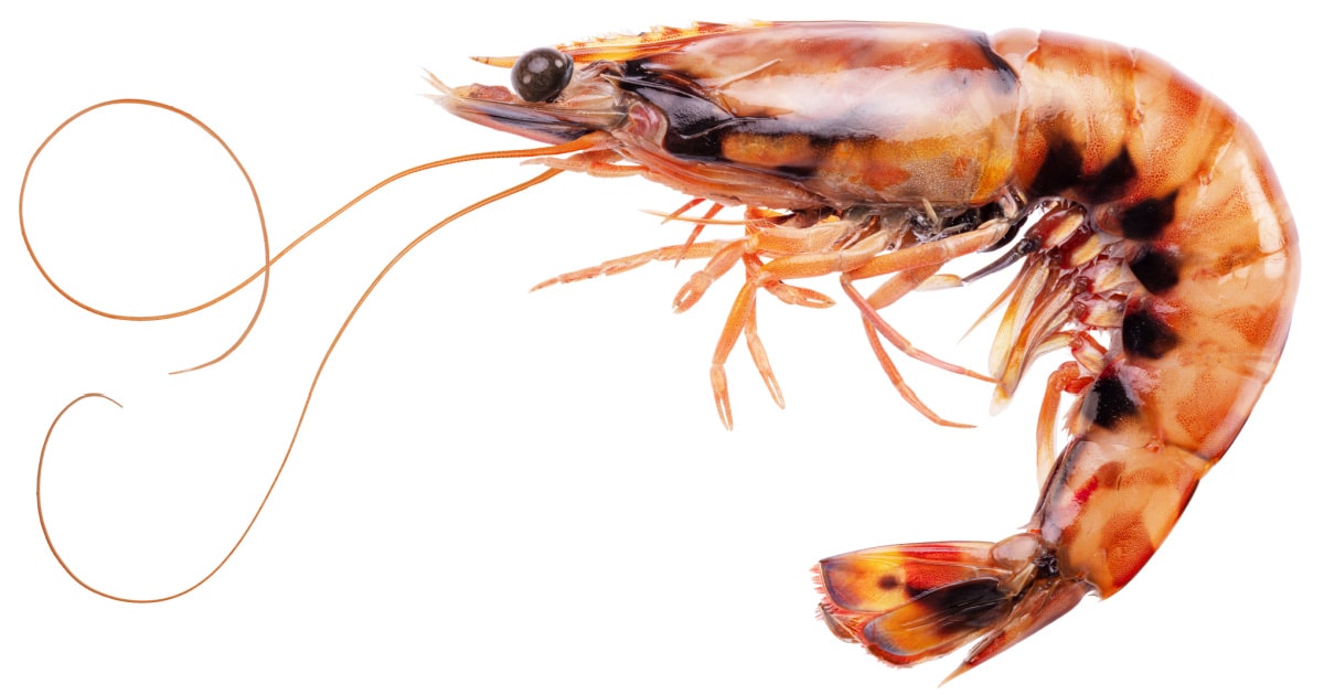 prawns vs shrimp