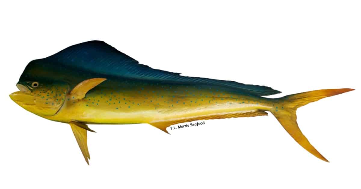 Mahimahi (Dorado)