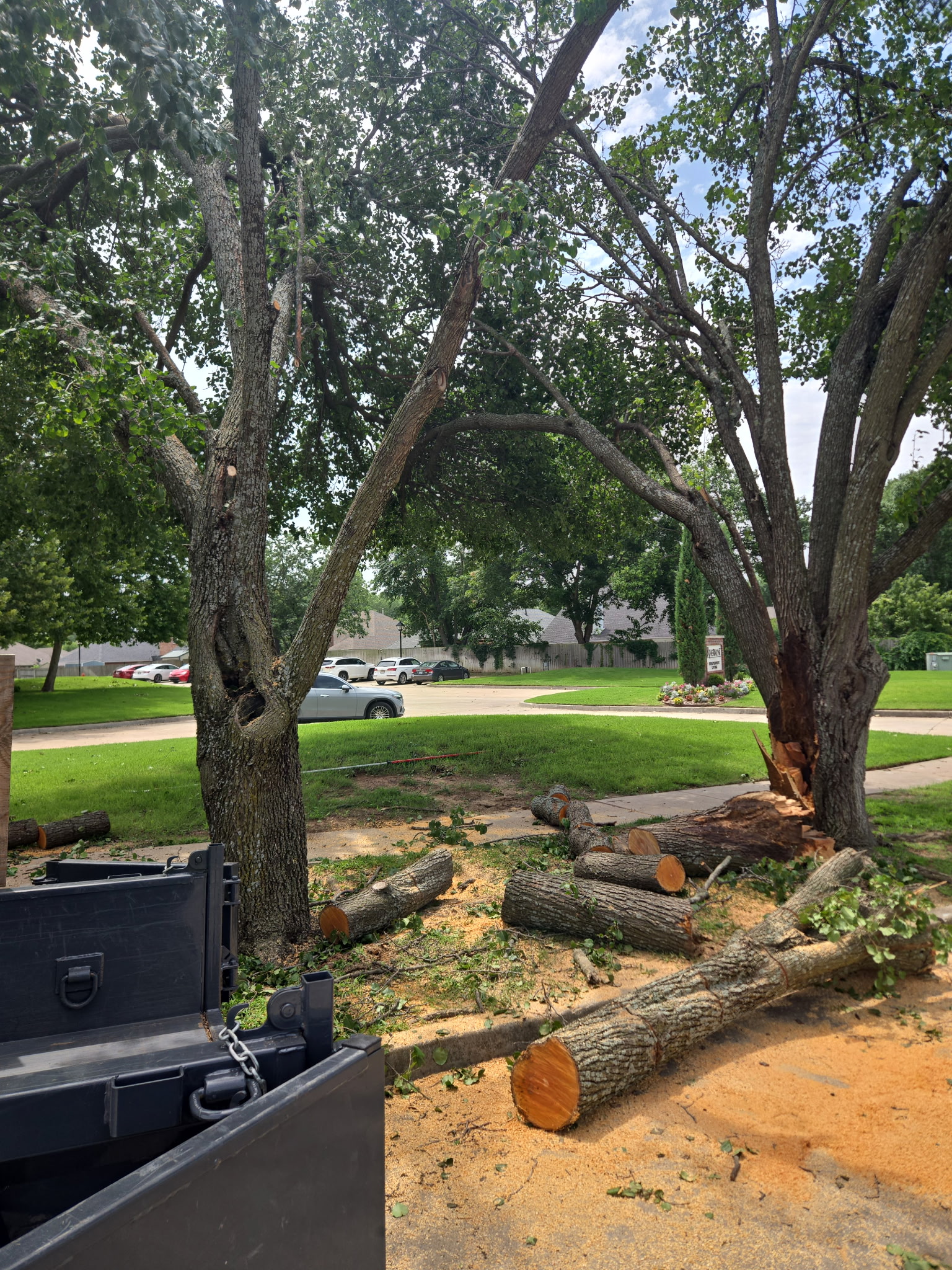 Tree service work 1
