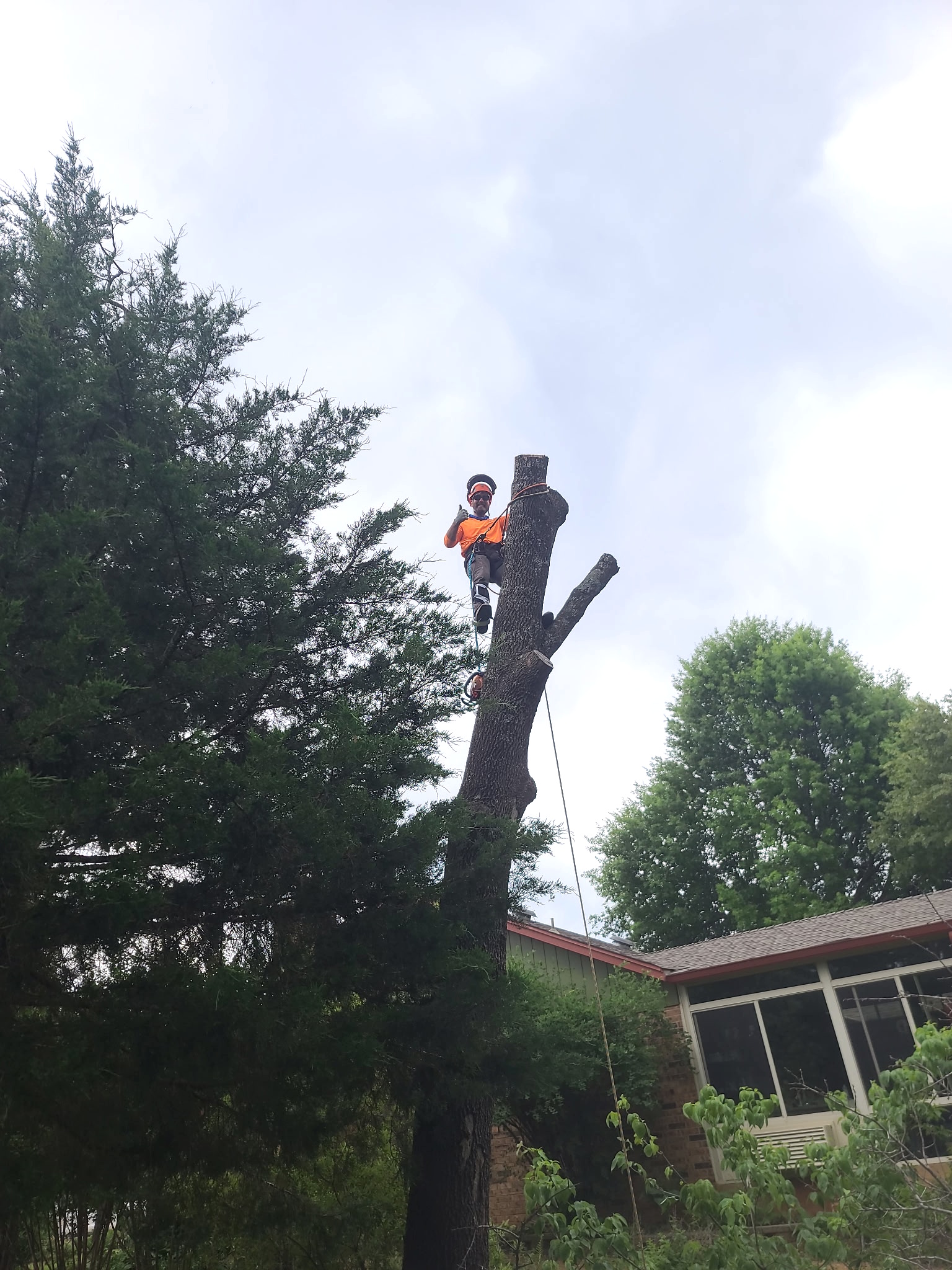 Tree Trimming