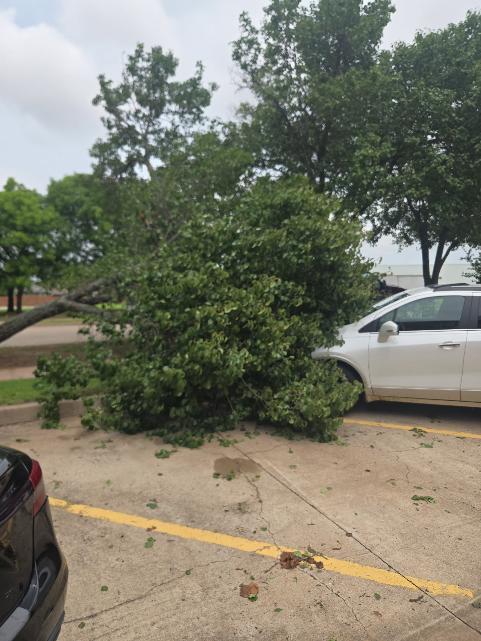 Tree service work 2