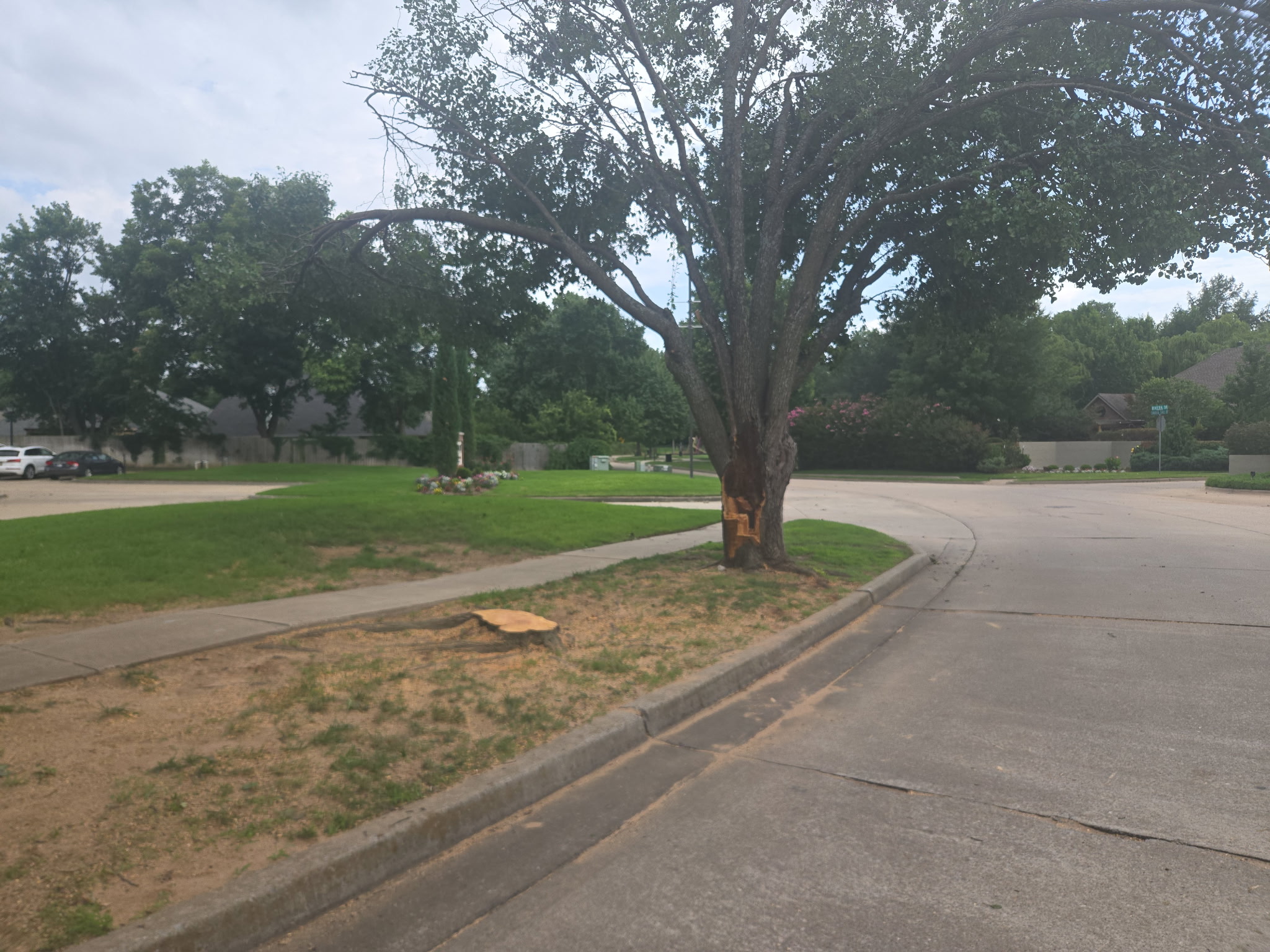 Tree service work 4