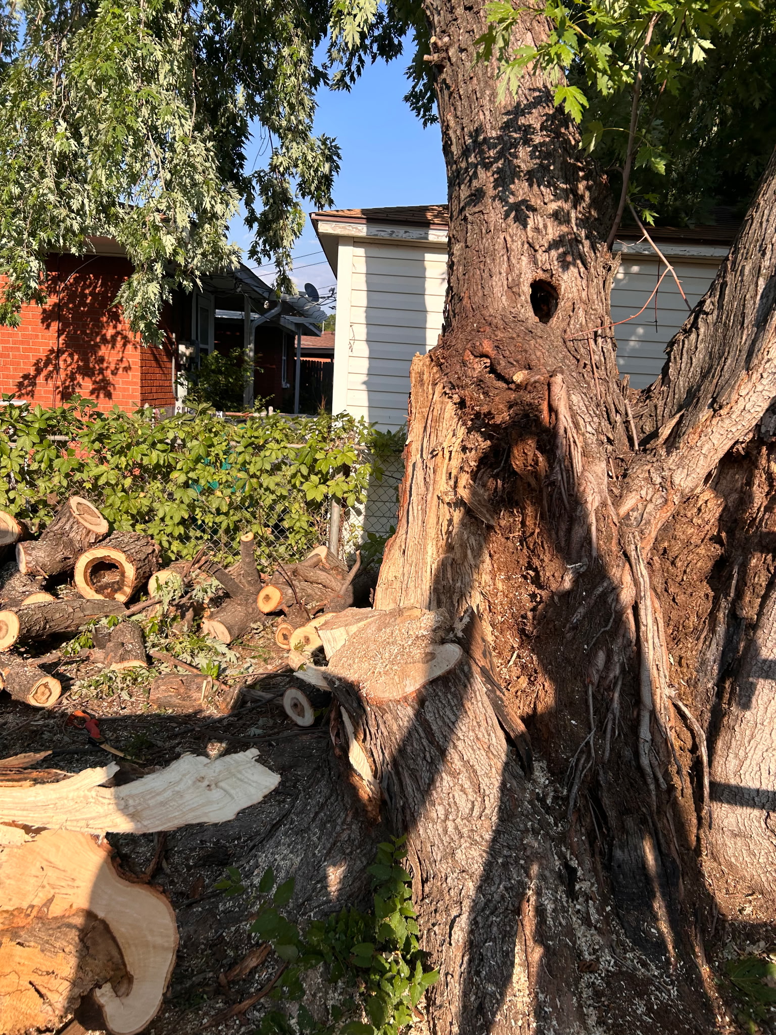 Tree service work 5