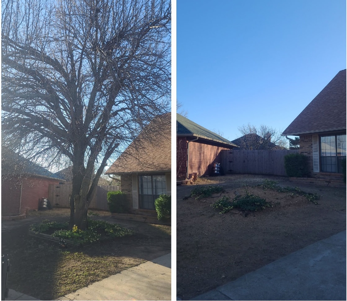 Tree Removal