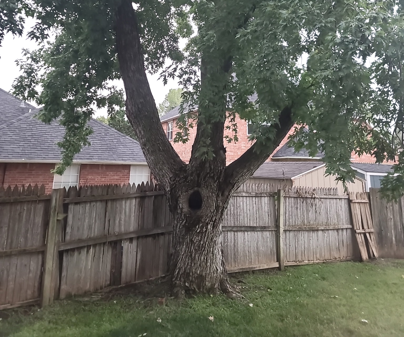 Tree Removal